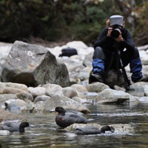 Recherche de whio dans les montagnes de Nouvelle-Zélande