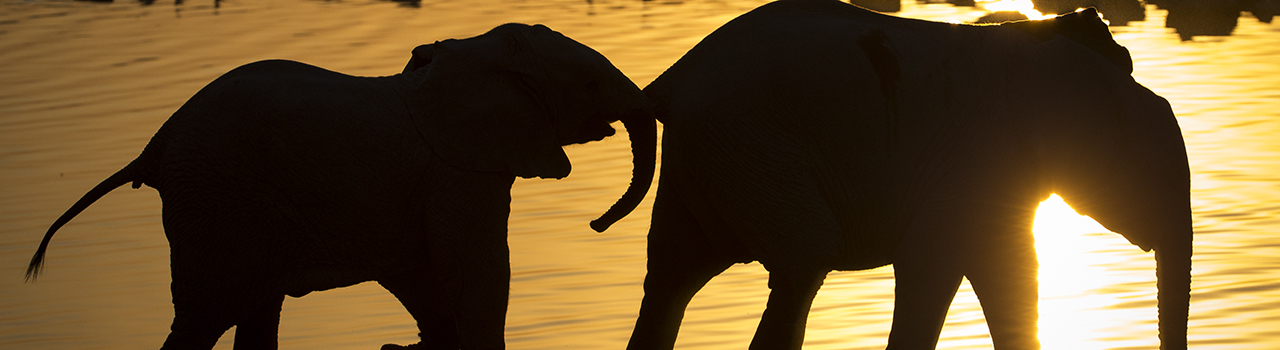 Elephanteaux de savane Afrique (Loxodonta africana) au point d eau au coucher du soleil parc national Etosha, Namibie.