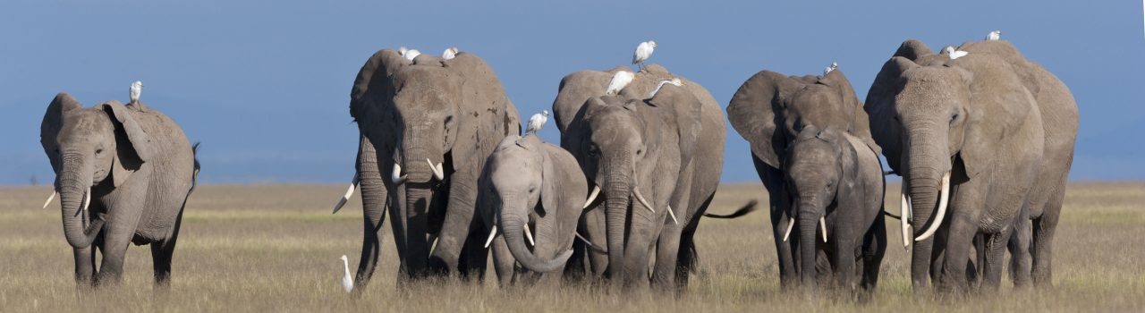 Troupe d'éléphants de savane au Kenya