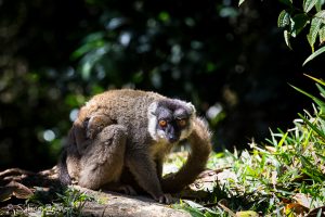 Lémurien Eulemur fulvus, Madagascar