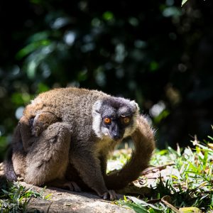 Lémurien Eulemur fulvus, Madagascar