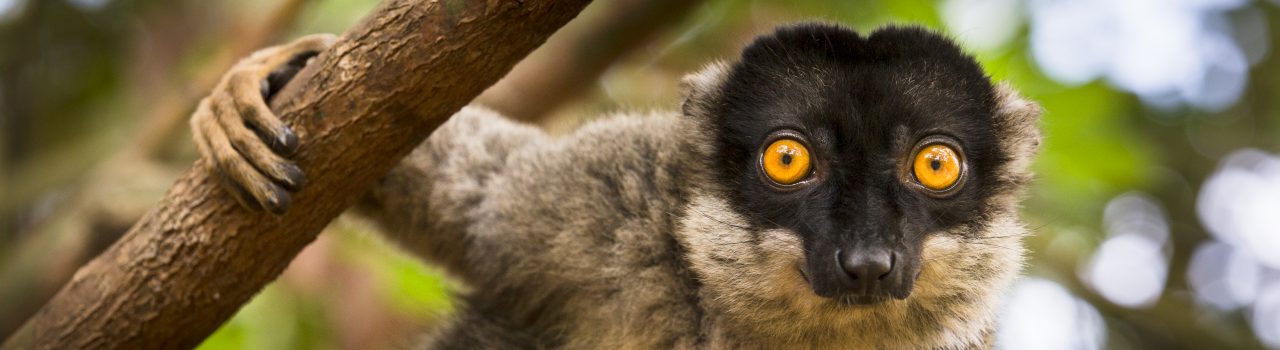 Lémurien eulemur fulvus dans un arbre