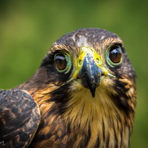 Faucon, Nouvelle-Zélande