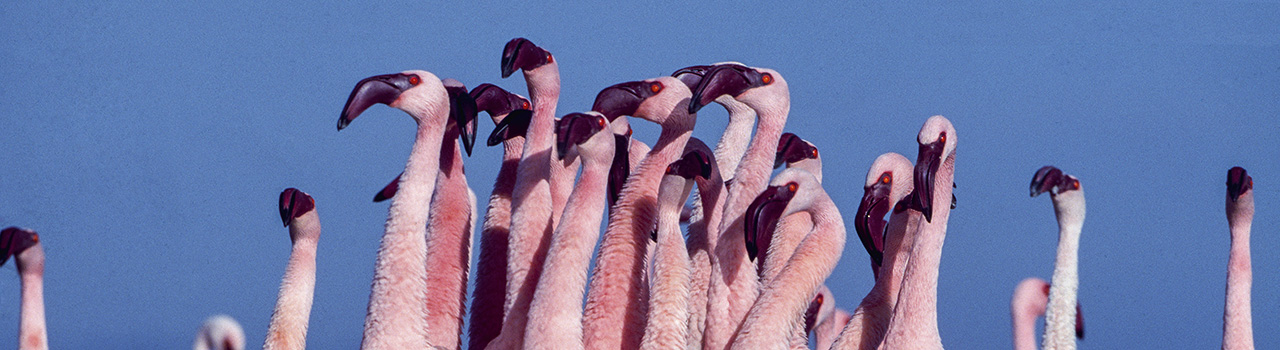 petit flamant, Phoenicopterus minor, mâles en parade, lac Nakuru, Kenya - DENISHUOT