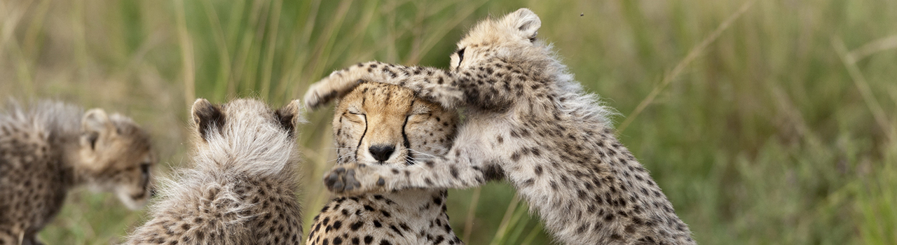 Femelle guépard jouant avec ses petits, Kenya