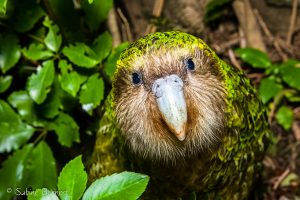 Kakapo, Nouvelle-Zélande