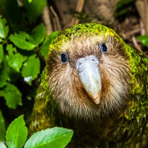 Kakapo, Nouvelle-Zélande