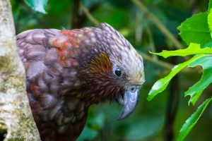 Kaka, Nouvelle-Zélande