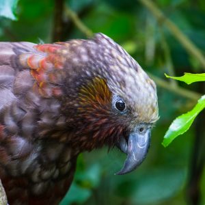 Kaka, Nouvelle-Zélande