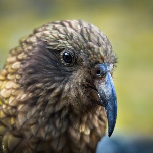 Kea, Nouvelle-Zélande