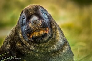 Lion de mer de Nouvelle-Zélande