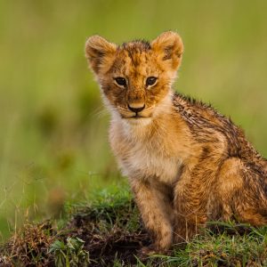 Lionceau, Kenya, Afrique