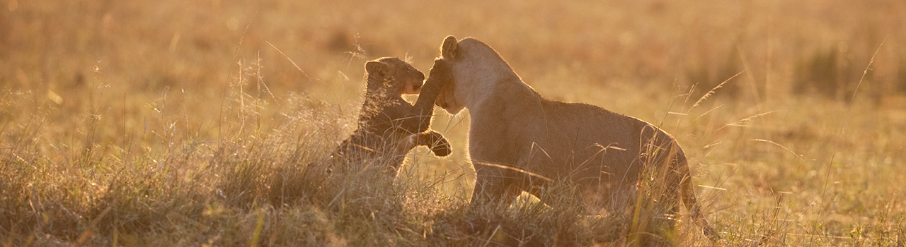 Lionceaux jouant à l'aube, Kenya - Bernert