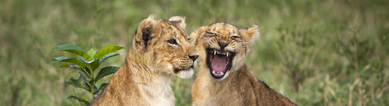 Lionceaux jouant, Kenya