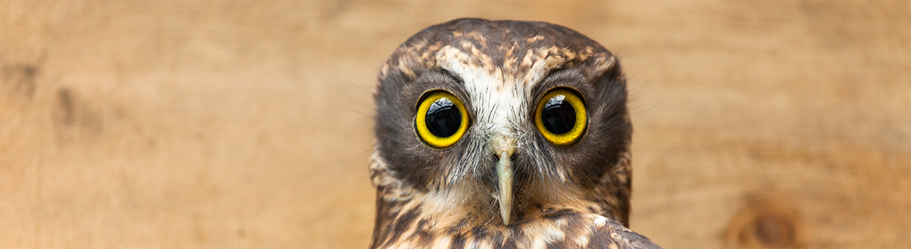 chouette morepork de Nouvelle-Zélande