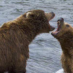 Deux ours brun se battent en Alaska