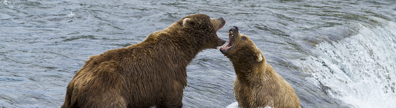 Deux ours brun se battent en Alaska