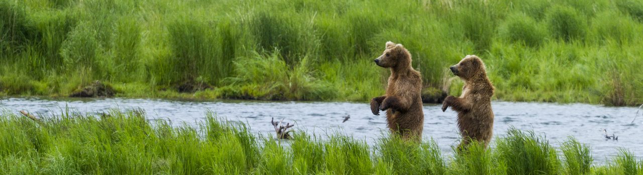 Jeune grizzli dans une rivière en Alaska