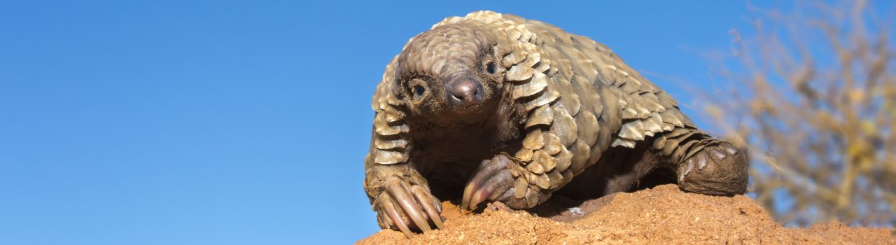 Jeune pangolin de Temminck tirant la langue