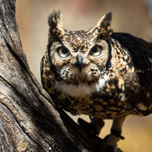 Grand duc, Namibie, Afrique