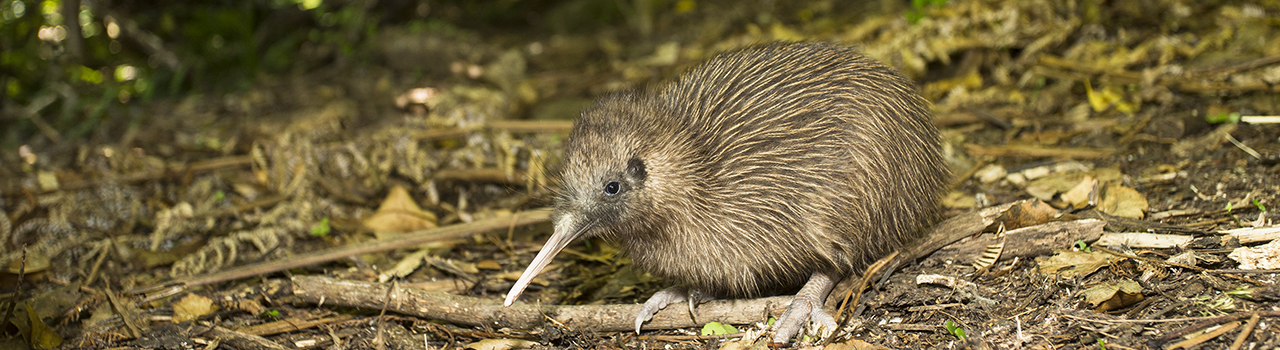 Jeune kiwi rowi dans la forêt, Nouvelle-Zélande