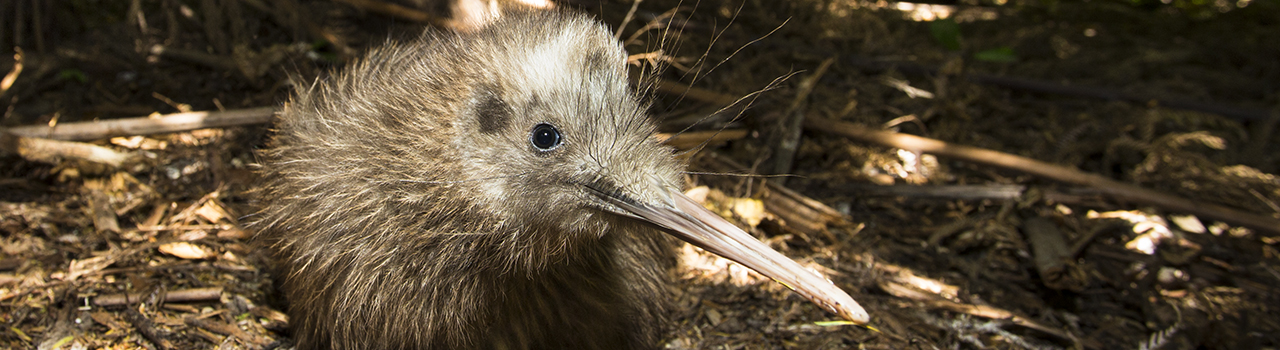 Jeune Kiwi Rowi couché au sol, Nouvelle-Zélande