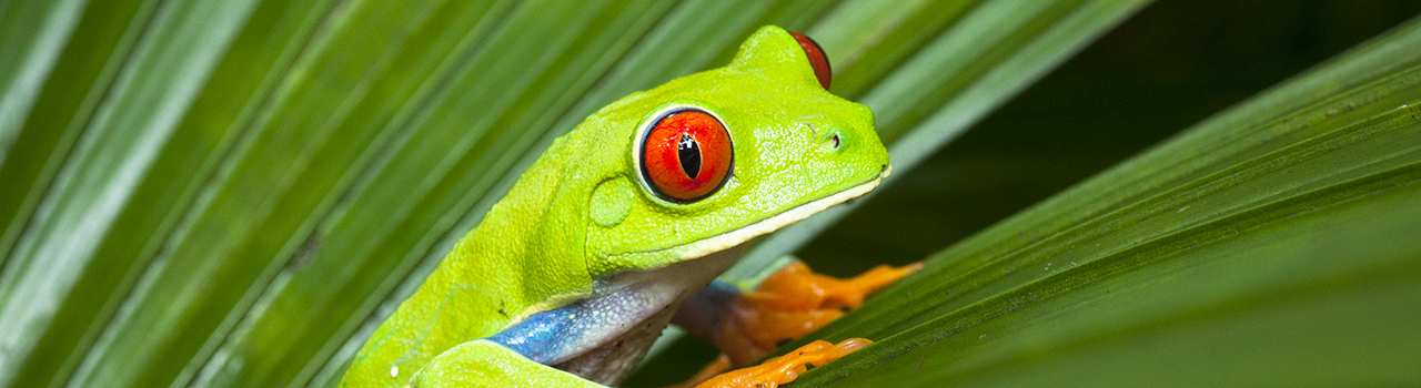 Grenouille aux yeux rouges au Costa Rica