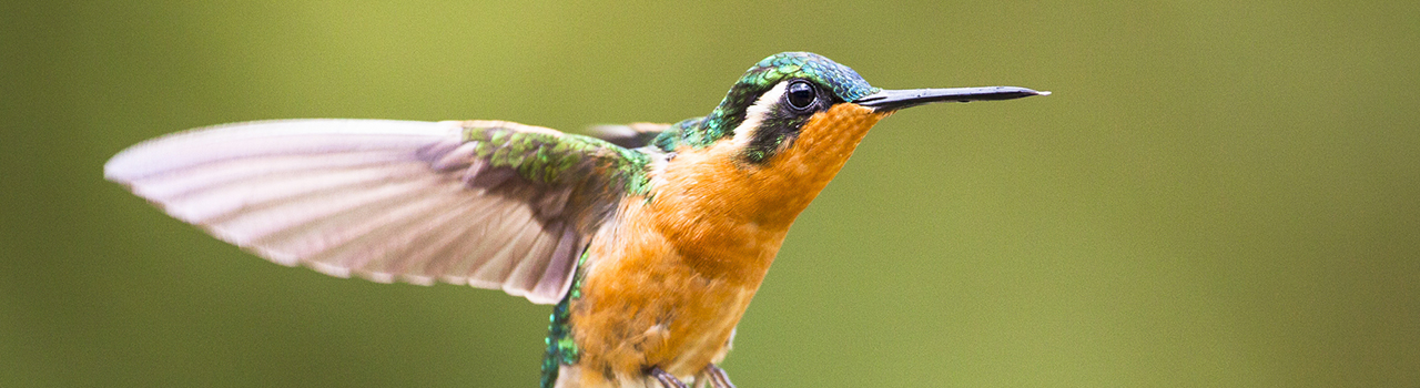 Colibri à gorge pourprée en vol, Costa Rica