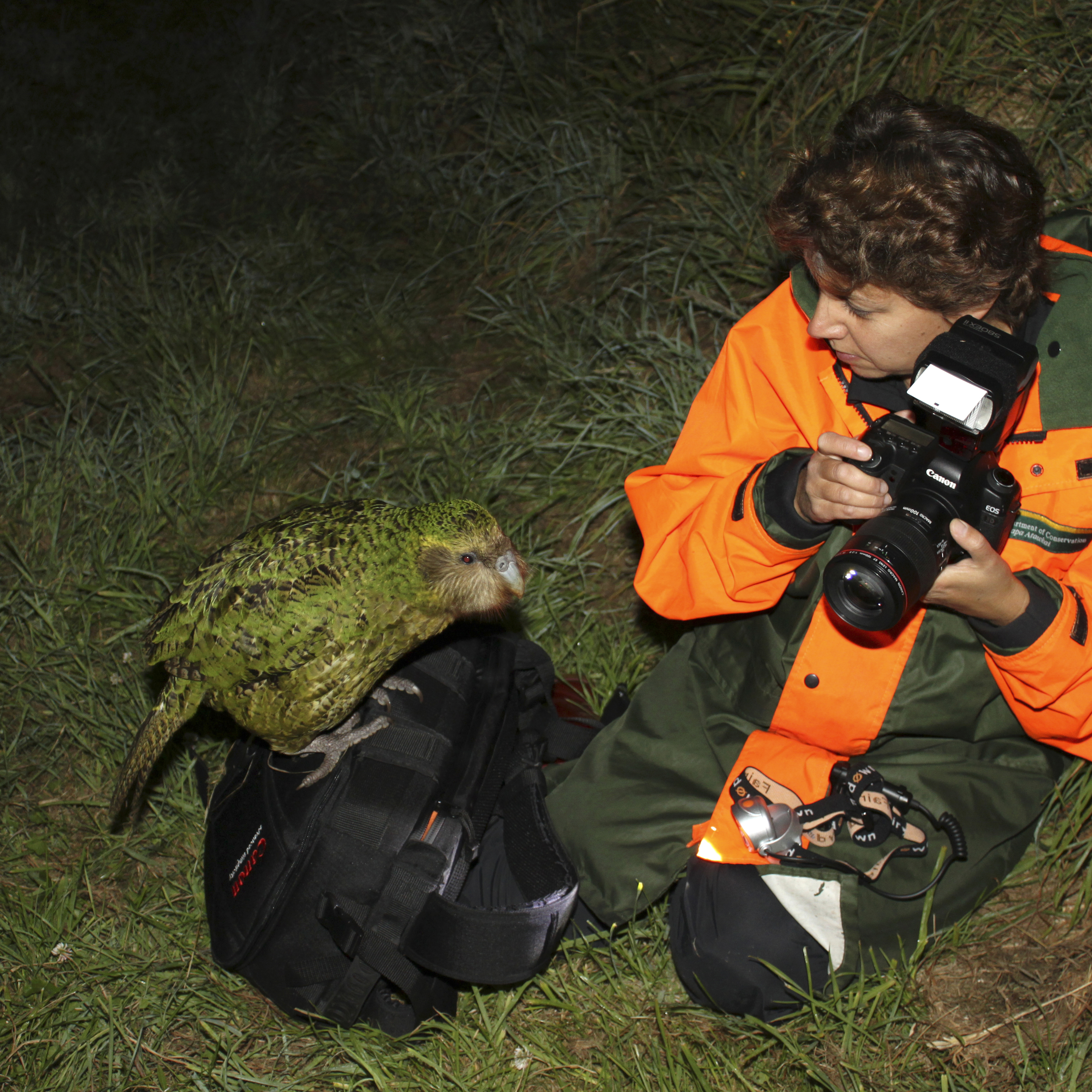 Sirocco le Kakapo