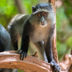 Singe bleu, Tanzanie, Afrique