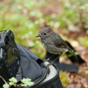 Le robin vérifie son portrait !