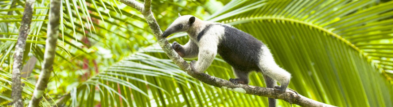 Tamandua mexicain sur une branche d'arbre au Costa Rica