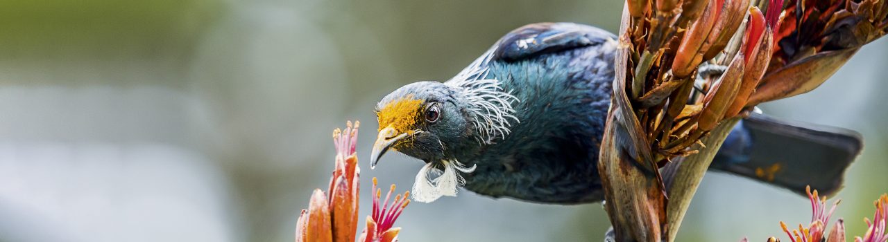 Oiseau tui se nourrissant de nectar en Nouvelle-Zélande