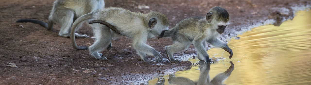 Jeunes singes vervet jouant avec une mare d'eau en Tanzanie