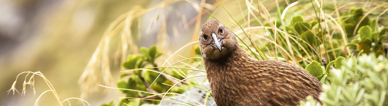 Weka regardant le photographe, Nouvelle-Zélande