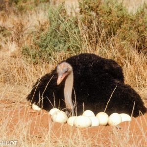 autruche de Somalie, mâle et nid, Struthio molybdophanes, reserve de samburu, Kenya