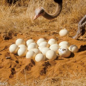 autruche de Somalie, mâle et nid, Struthio molybdophanes, reserve de samburu, Kenya