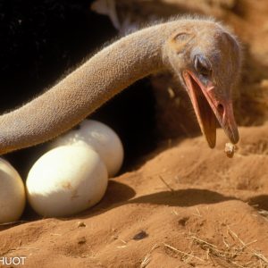 autruche de Somalie, mâle et nid, Struthio molybdophanes, reserve de samburu, Kenya