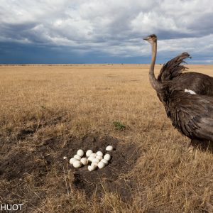 Kenya, réserve de Masai-Mara, autruche masai, Struthio camelus, femelle défendant son nid