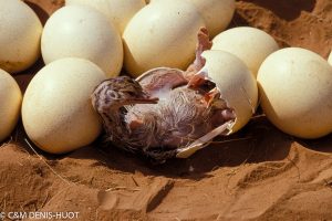 autruche de Somalie (Struthio molybdophanes), éclosion, Samburu game reserve, Kenya