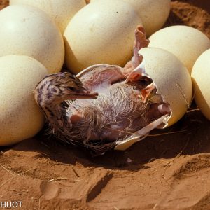 autruche de Somalie (Struthio molybdophanes), éclosion, Samburu game reserve, Kenya