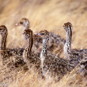 autruche de Somalie, Struthio molybdophanes, oisillons, parc national de Tsavo Est, Kenya,