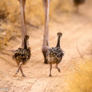 autruche de Somalie, Struthio molybdophanes, femelle et bébés, parc national de Tsavo Est, Kenya,