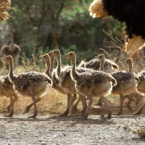 autruche masai, Struthio camelus, lac Bogoria, couple et jeunes dans un village, Kenya