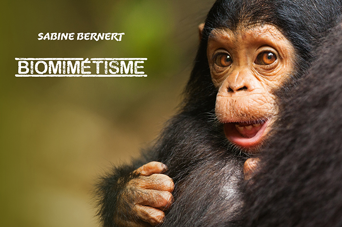 Couverture du portfolio Biomimétisme présentant un bébé chimpanzé