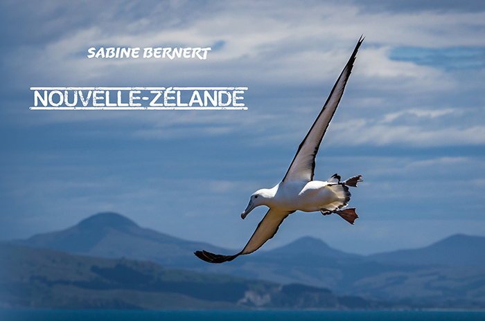 Couverture du portfolio Nouvelle-Zélande présentant un albatros royal en vol