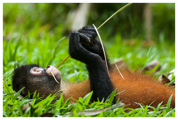 Atèle de Geoffroy Costa Rica