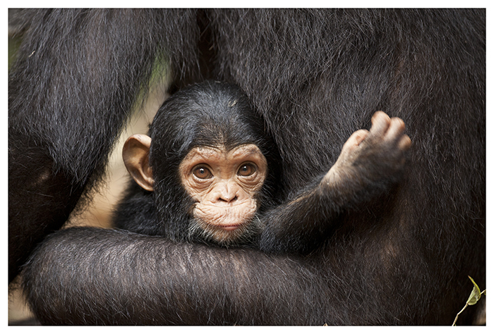 Bébé chimpanzé, Tanzanie