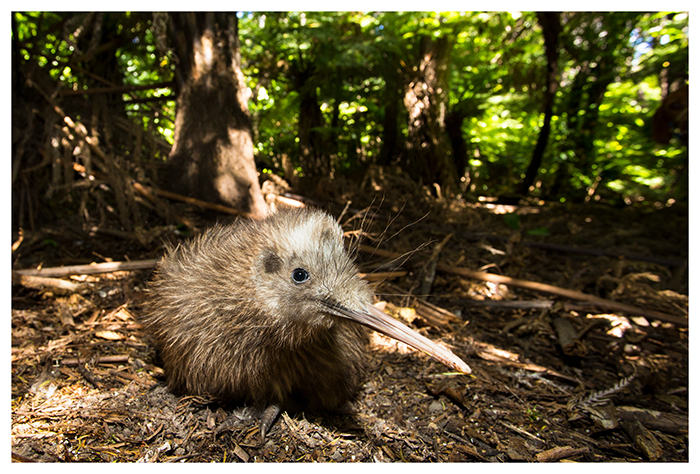 Jeune Kiwi rowi, Nouvelle-Zélande