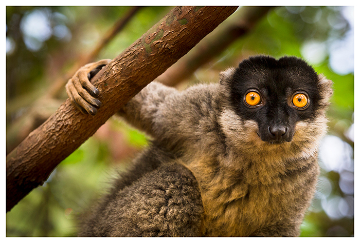 Lémurien Eulemur fulvus, Magascar